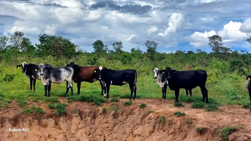 Melhoramento genético pode aumentar a produção de leite em 40% nas propriedades