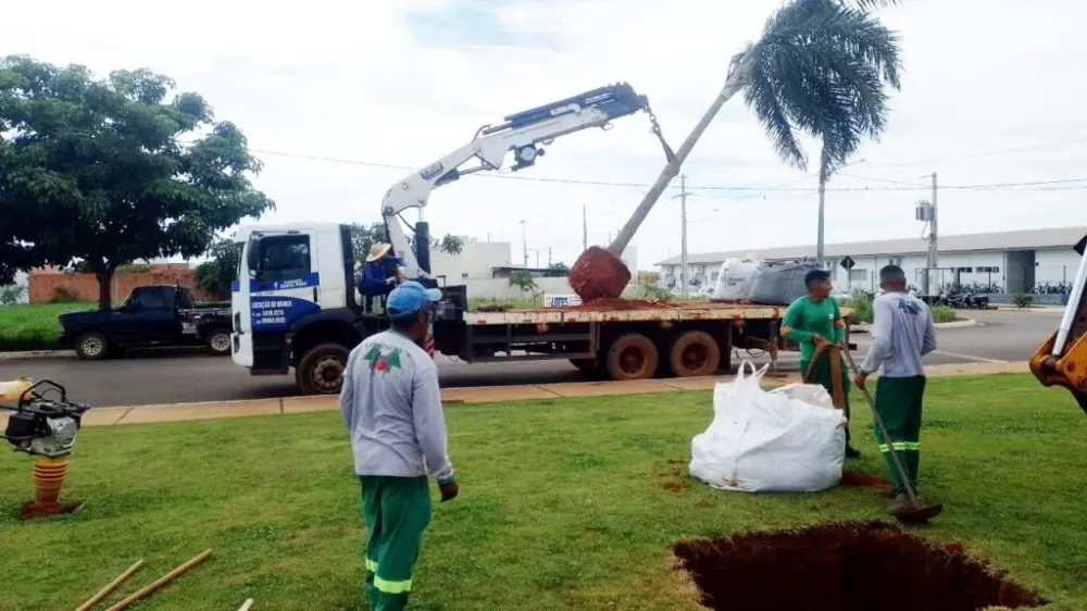 Prefeitura faz plantio de palmeiras imperiais nas Avenidas Mato Grosso e Eugênio Prati