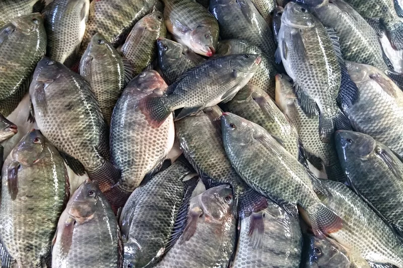 Tilápias produzidas em Campo Verde serão exportadas para os EUA