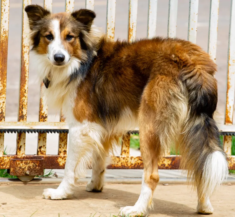 Inscrição para o Programa de Castração Animal poderão ser feitas na próxima semana