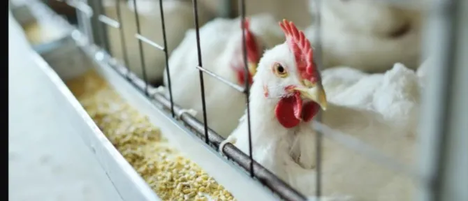 Gripe aviária: Ministério da Agricultura e Pecuária confirma suspeita em SC