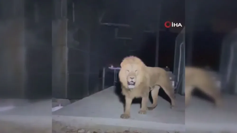 Leão escapa de zoológico e ataca fazendeiro na Turquia Animal foi morto a tiros após tentativas de captura