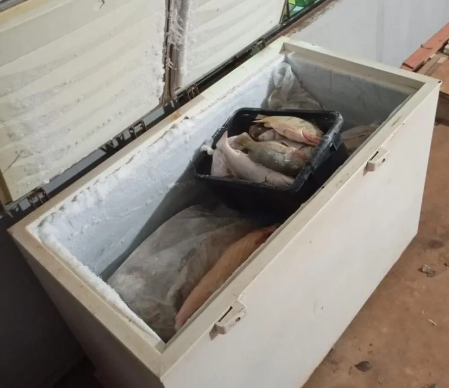 Polícias Civil e Militar prendem empresário e apreendem 77 kg de pescado ilegal