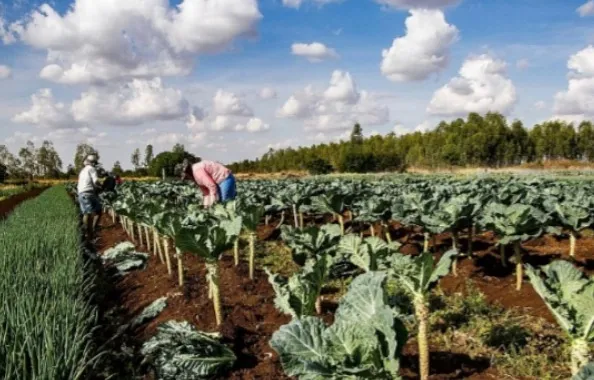 Prefeitura começa a elaborar Plano Municipal de Agricultura Familiar