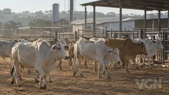 Brasil abate 10,72 milhões de bovinos e registra recorde