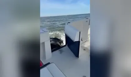 Vídeo: Baleia jubarte colide com barco de pesca nos EUA