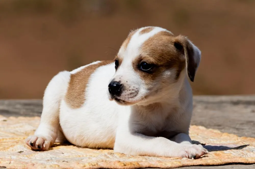 Patinhas Carentes dispõe de cães para adoção