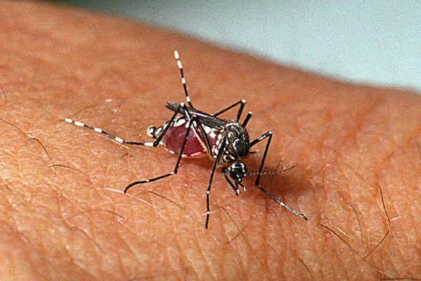 Dengue: Saúde atua na realização de bloqueio químico e remoção de focos