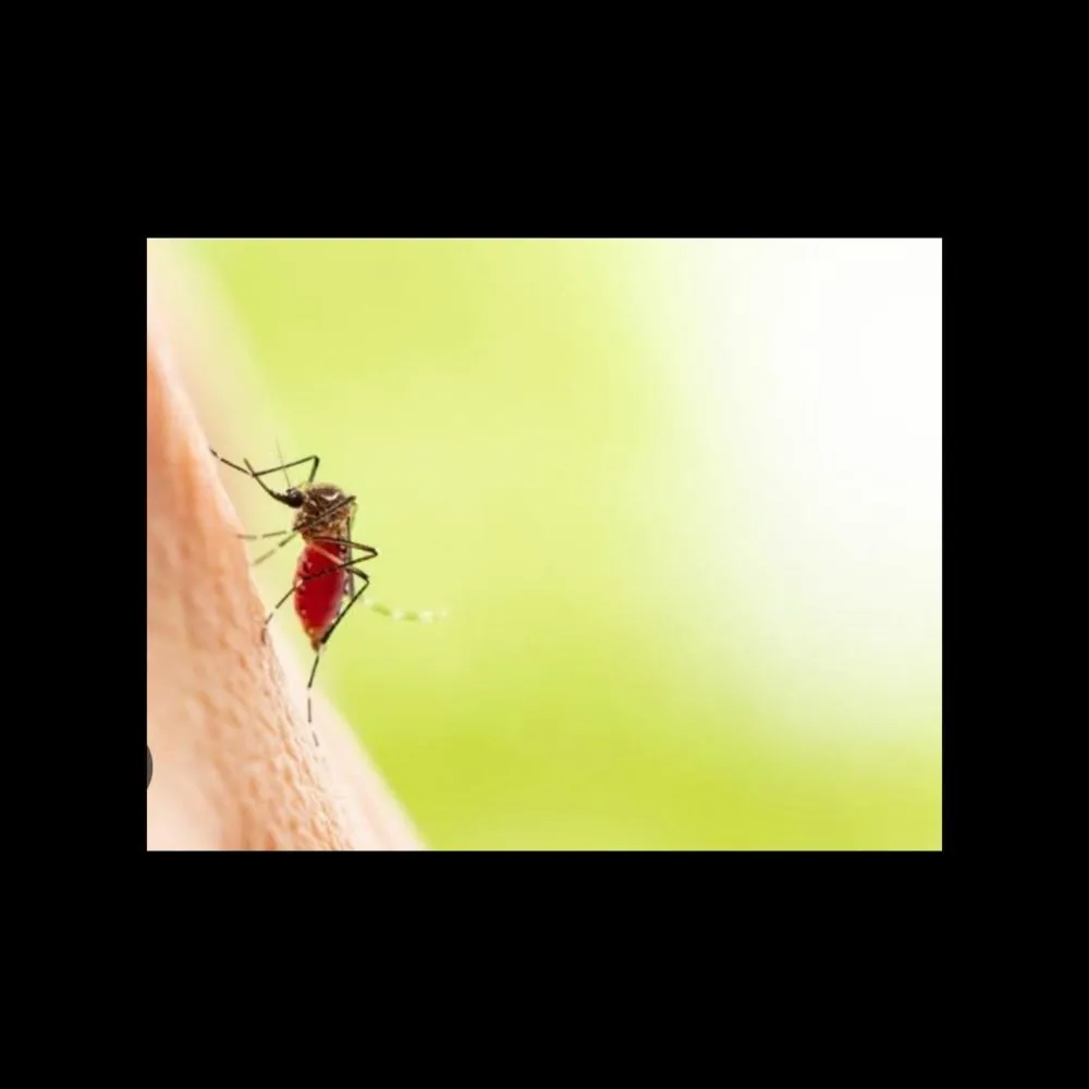 Médica do Hospital Geral de Cuiabá orienta sobre prevenção e cuidados com dengue, chikungunya e zika em Mato Grosso