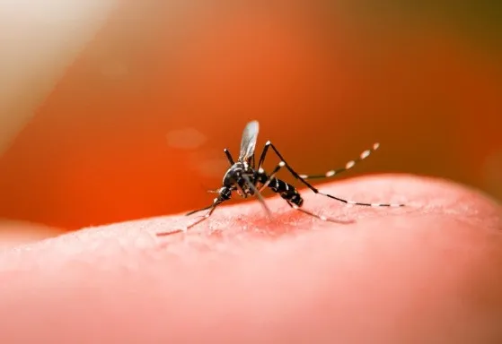 Prefeita de VG decreta situação de emergência após aumento nos casos de dengue, zika e chikungunya A medida, que entra em vigor imediatamente e tem prazo de validade de 60 dias
